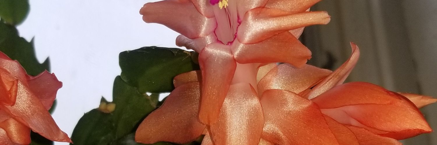 HippoCampAss's profile banner image