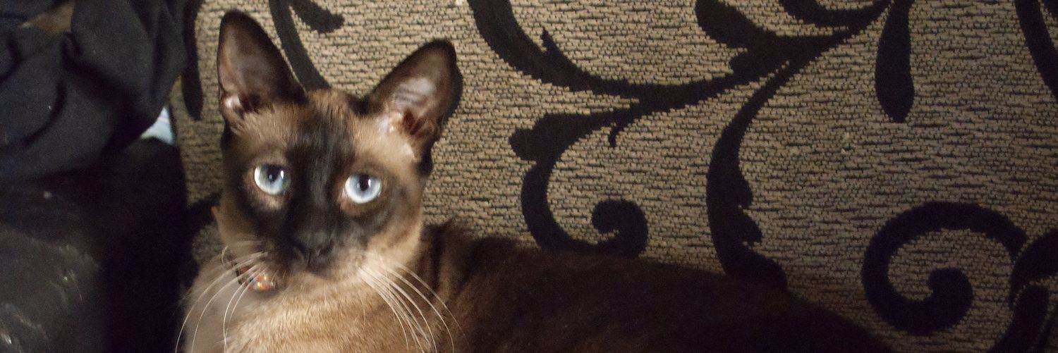 CatbugCA's profile banner image