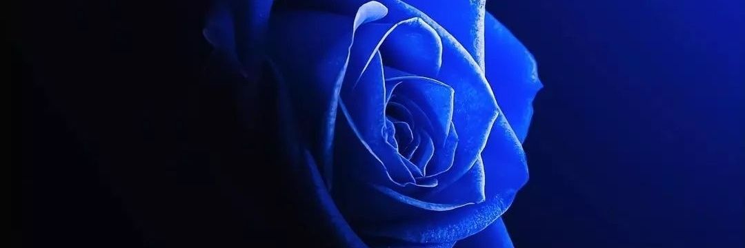 mavi_ertem's profile banner image