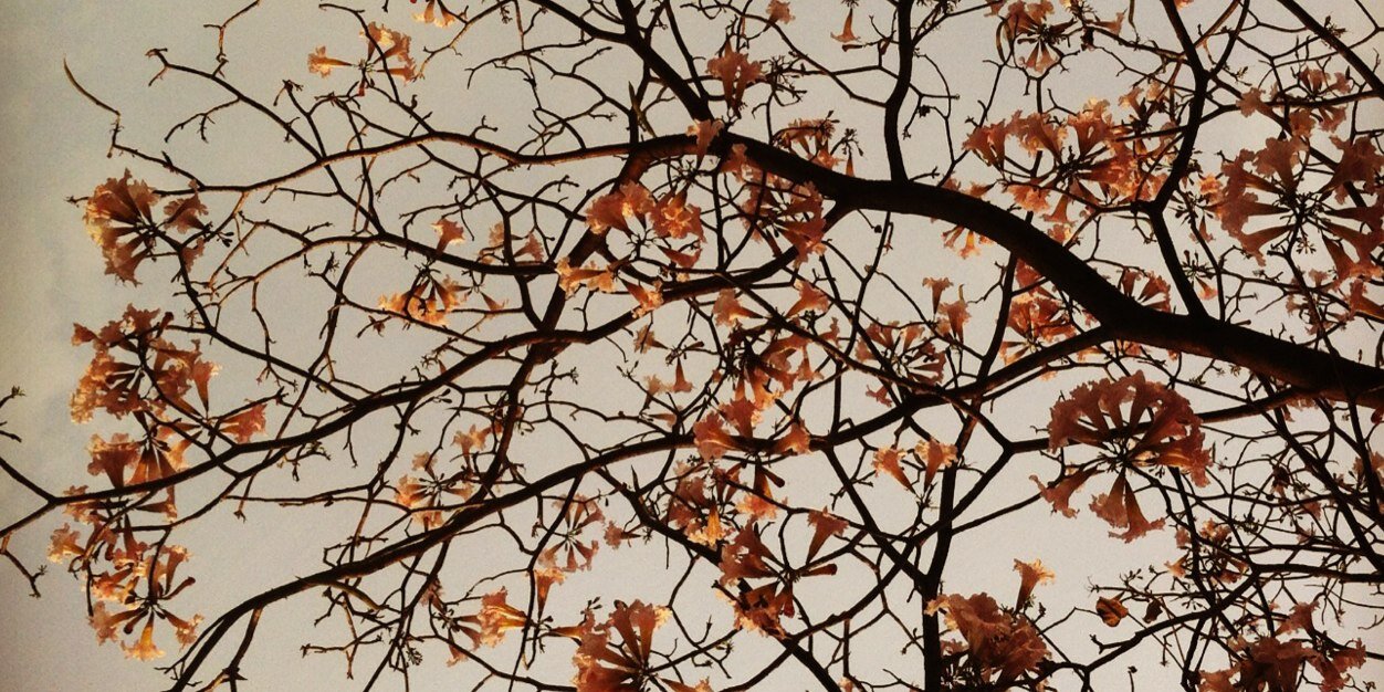 xPixie's profile banner image