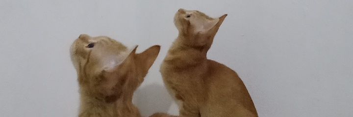 roheti's profile banner image