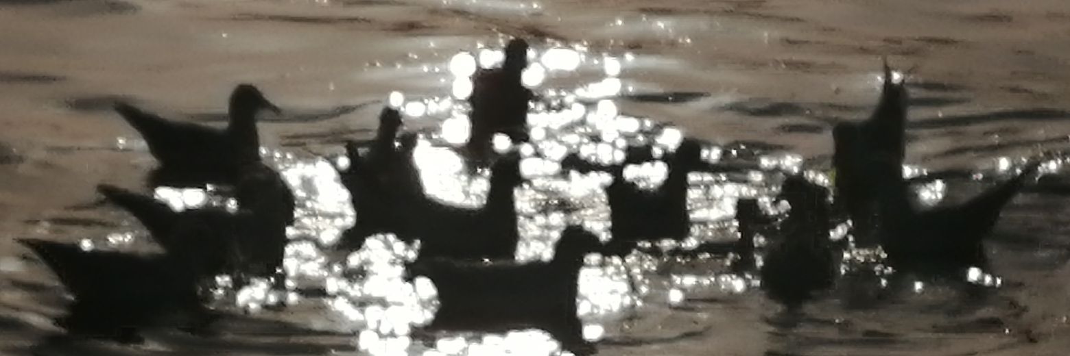 calukas_'s profile banner image