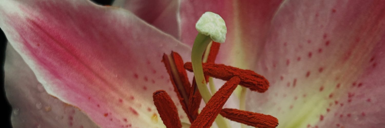 fefe banner