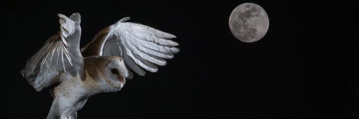 moonowl333's profile banner image