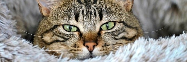 Mansur banner