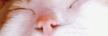faracat's profile banner image