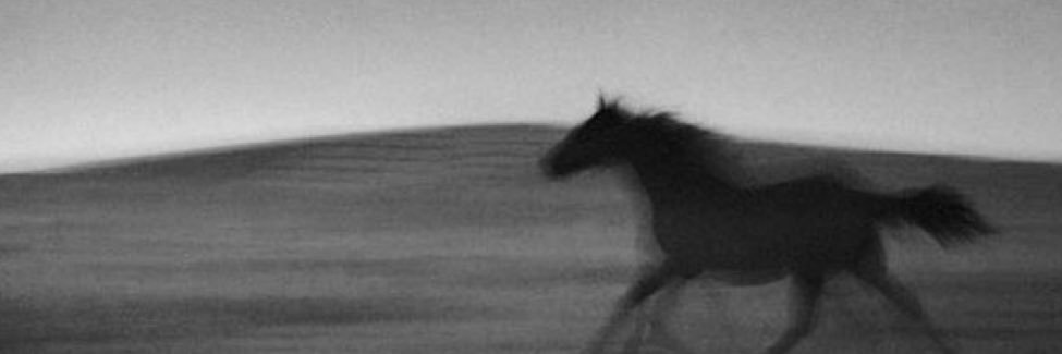 شُمــوخ banner