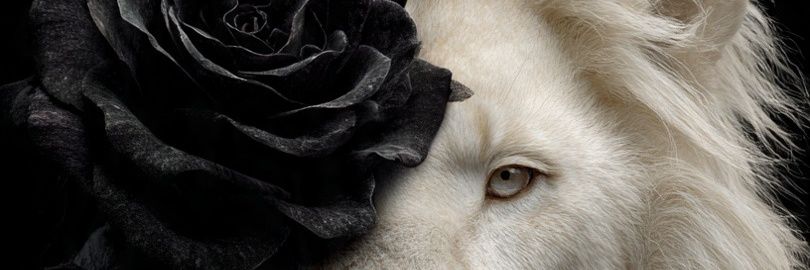 karol banner