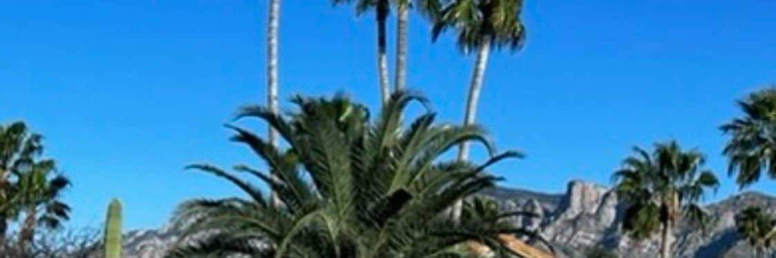 Debra Stone's banner