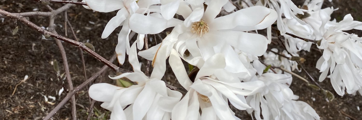 mayiwritewords's profile banner image