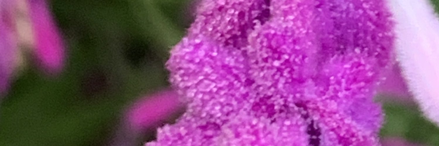 isela460's profile banner image