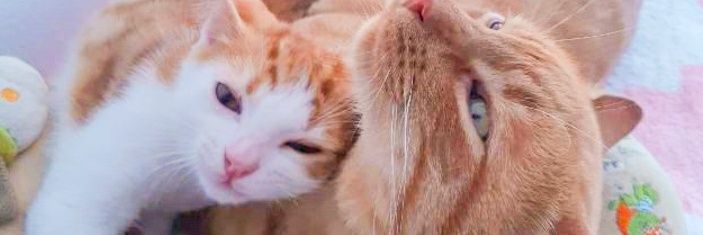 Mrayoubrougui's profile banner image