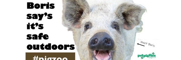 petpiggies Profile Banner