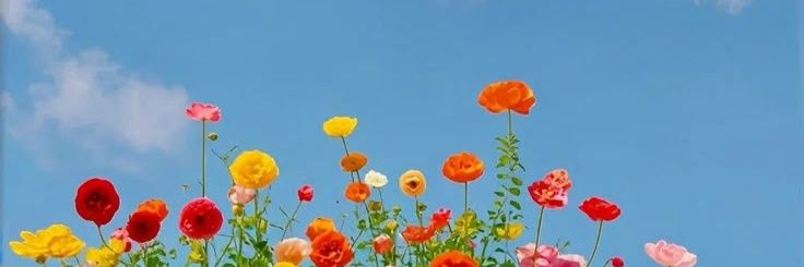 reader198's profile banner image