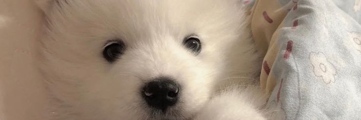 ช่อน banner
