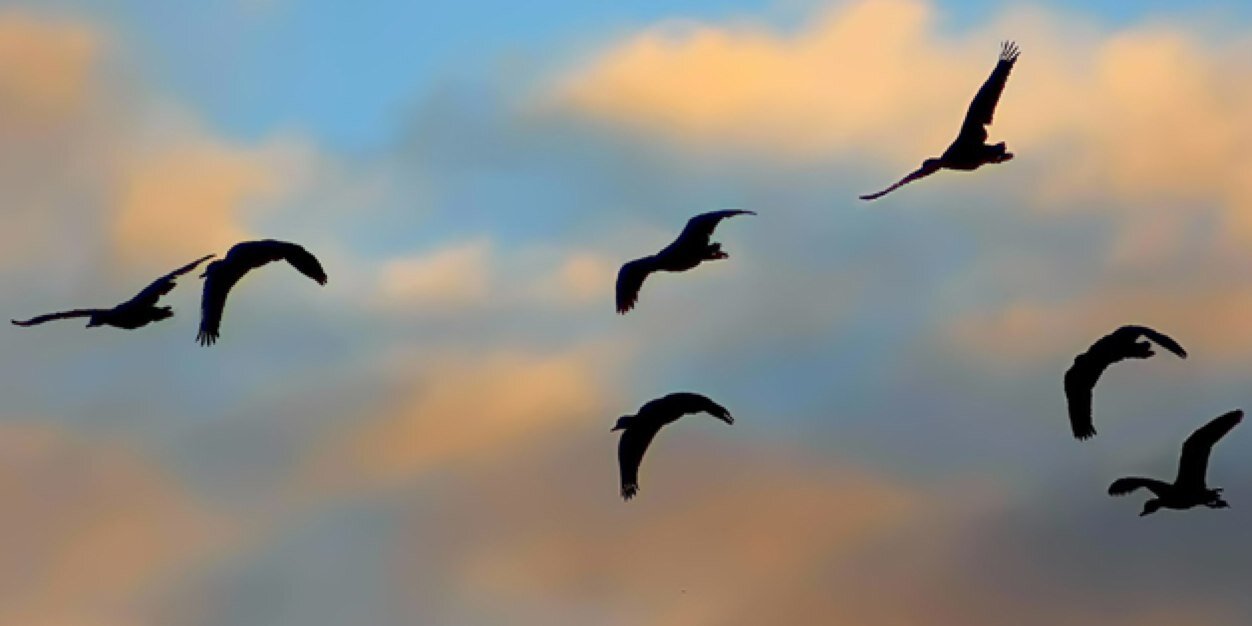 DuckHuntingDiva's profile banner image