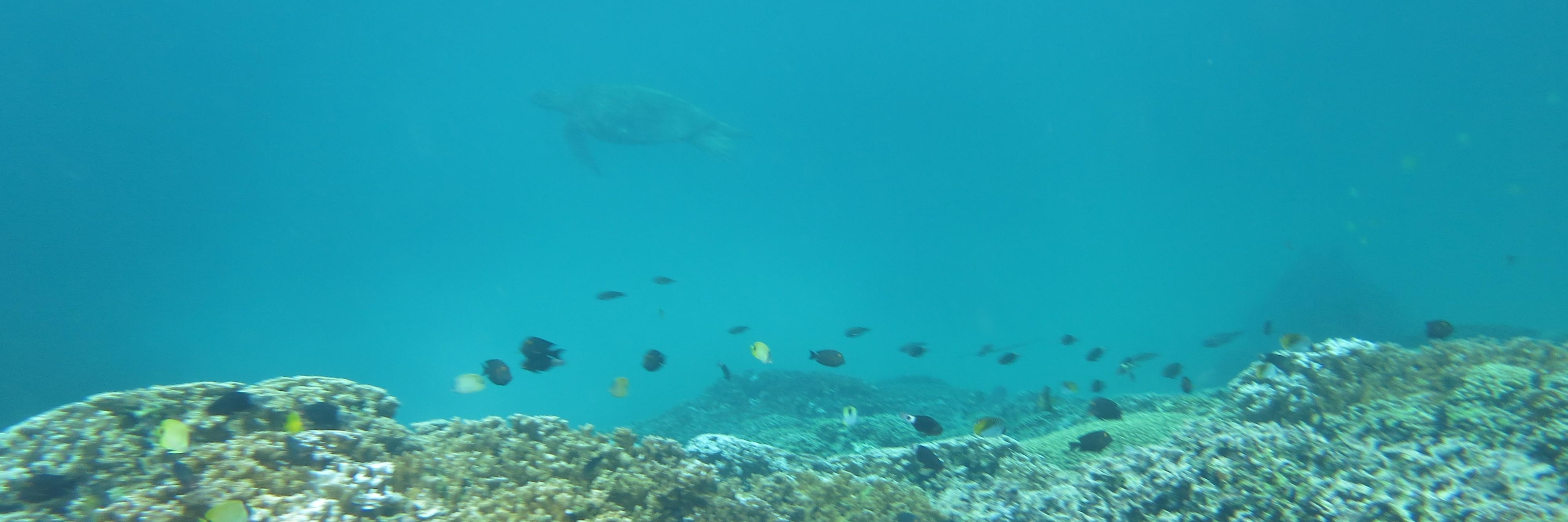 OceanBiome's profile banner image