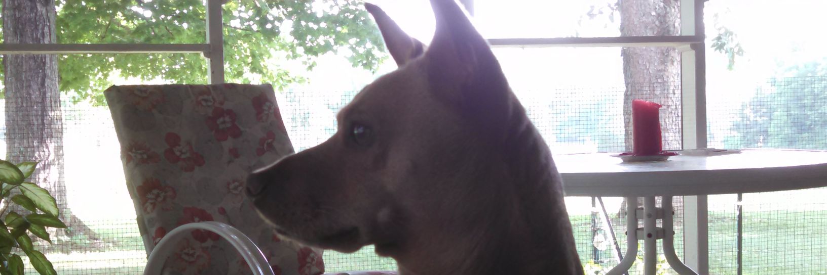 Phyllis Whitney/Redleaf 🍁 banner