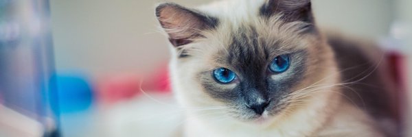 tt77277 Profile Banner
