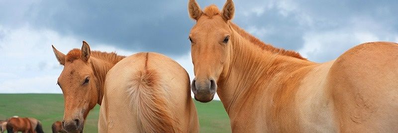 ゆう🐴待機界隈 banner