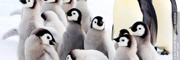 dennis_linux Profile Banner