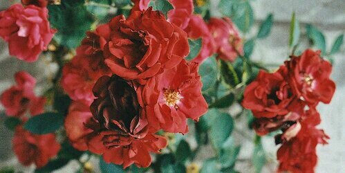 Reginaliyana's profile banner image