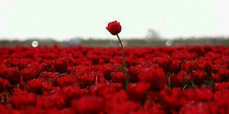 dania_ksa's profile banner image