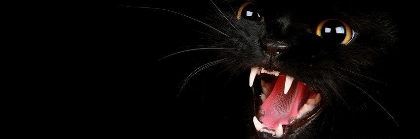 BrooklyYYYYY's profile banner image