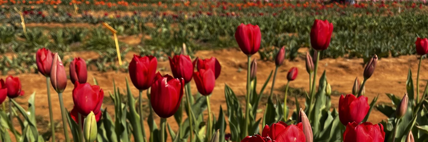 Crystal Flores banner