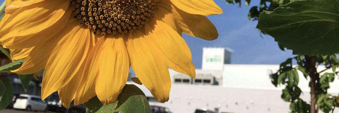 はたけ@大曲ひまわり banner