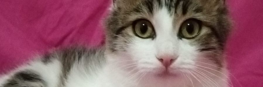 PINAR banner