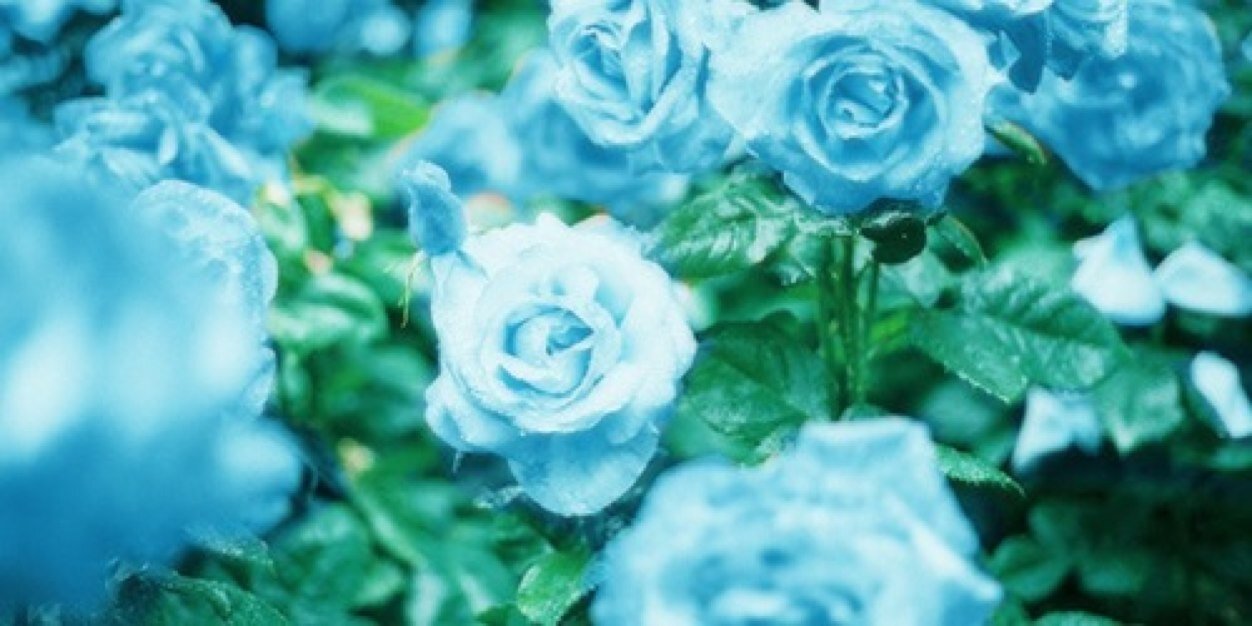 Eleanorcald_SC's profile banner image