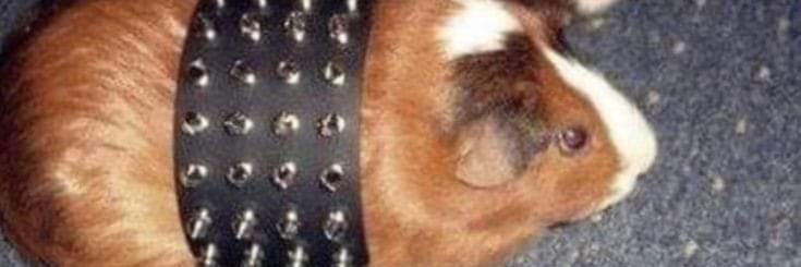 MeowManDiner's profile banner image