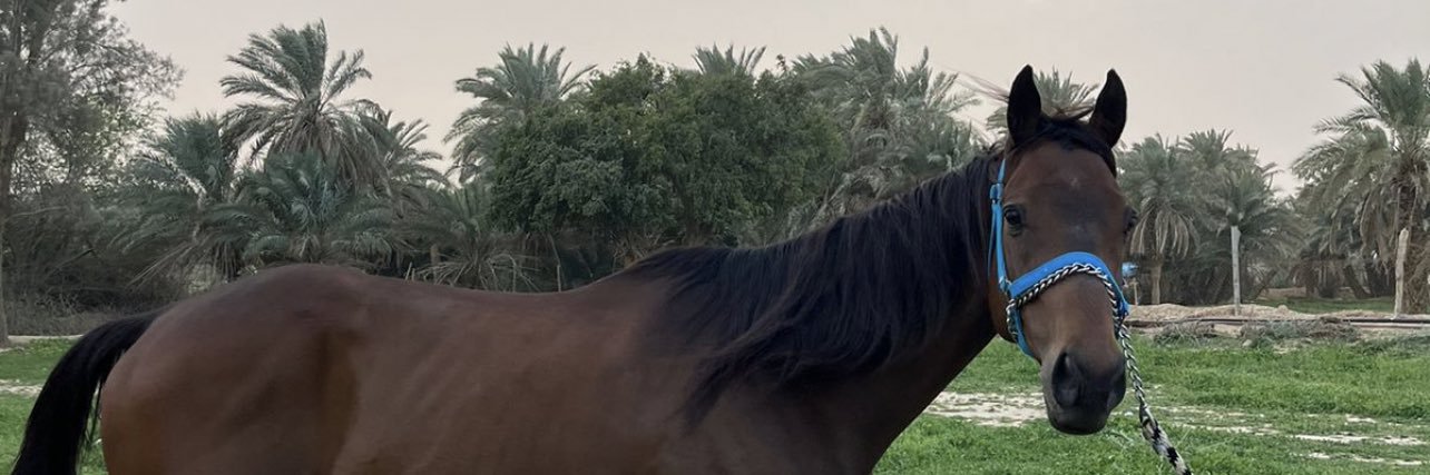 ألِفٌ 🇸🇦 banner