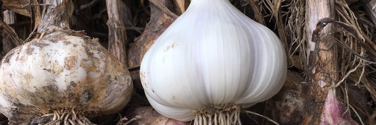 Cleveland GarlicFest banner