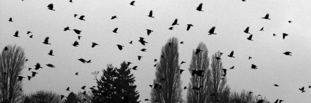 crowsmurder_'s profile banner image
