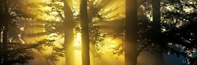 ravenmsz's profile banner image