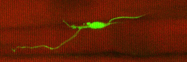 SocMuscleBio Profile Banner