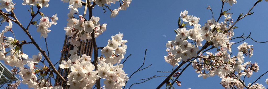 shdmam's profile banner image
