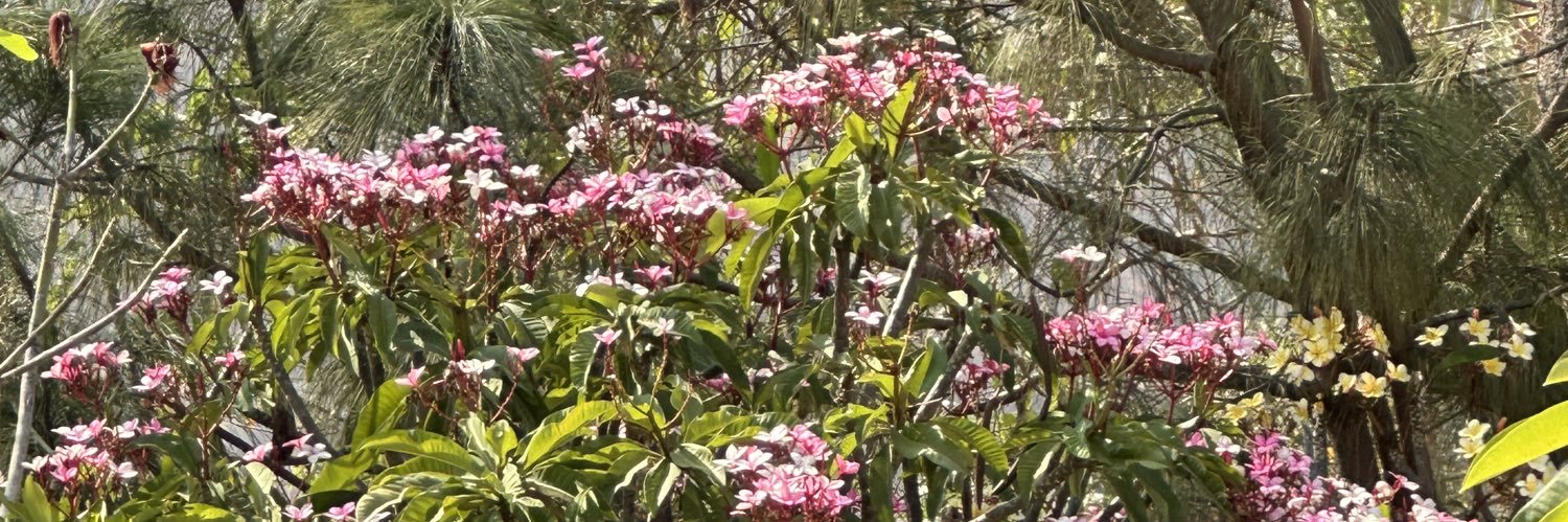 pingapulga's profile banner image