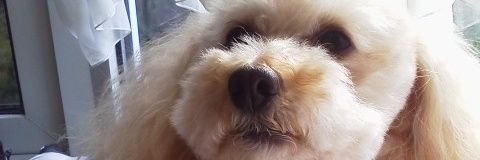 itodai27's profile banner image
