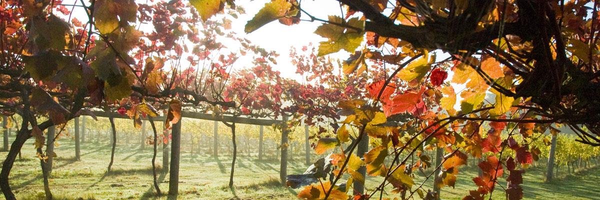 Highdownvine's profile banner image