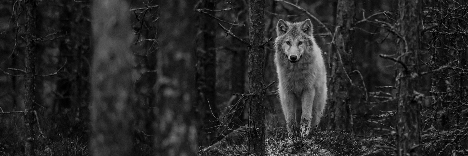 Wolf777luck's profile banner image
