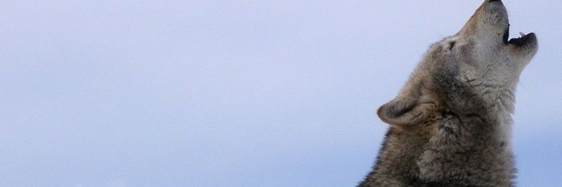 Shabir1133's profile banner image