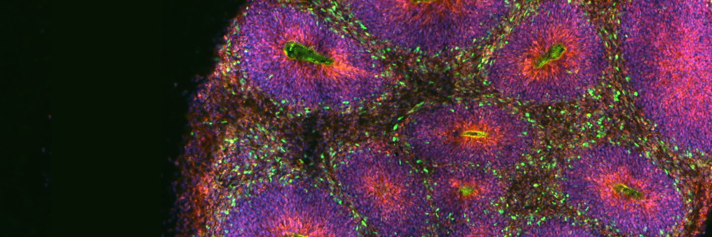 Human Cellular Neuroscience Platform banner