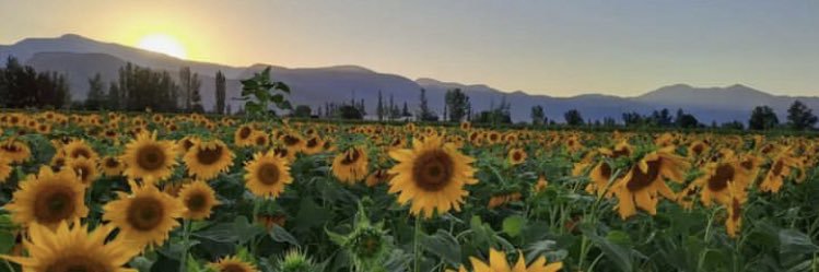 سرگردان banner