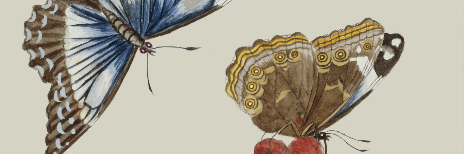 Autoédition Butterflies banner