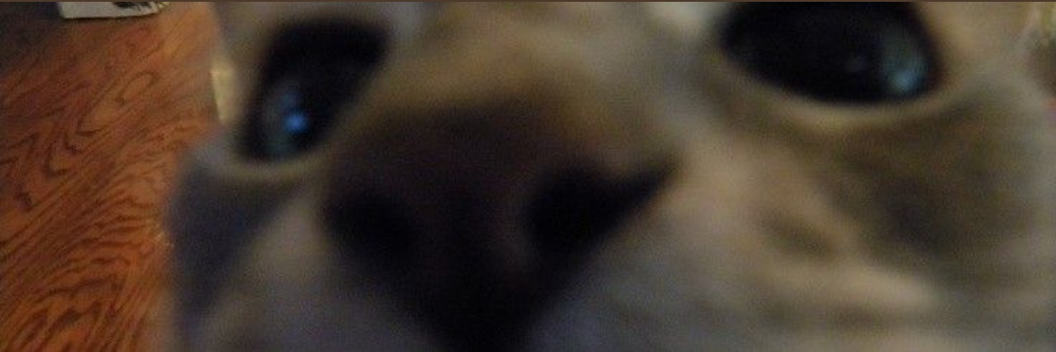 dudaodudao's profile banner image