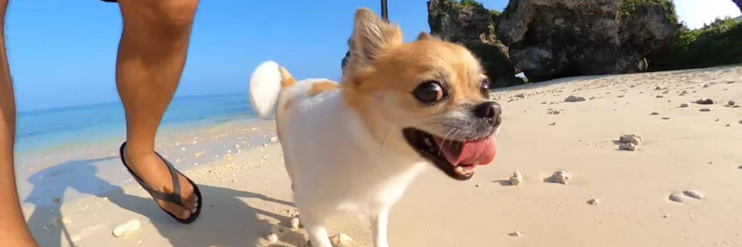 OkinawaWithDogs's profile banner image