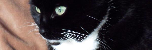 o_pebbles Profile Banner